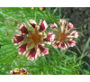 Кореопсис мутовчатий Джаз ( Coreopsis verticillata  Jazz)